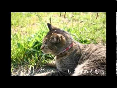 谷山浩子　しっぽのきもち - YouTube