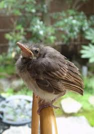 動物で感動したエピソード