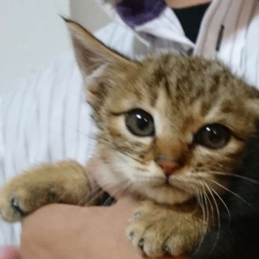 やまねこと猫 - YouTube