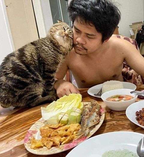 「猫に夫を奪われました」そう語る妻の嘆きを証拠写真と共にご覧ください