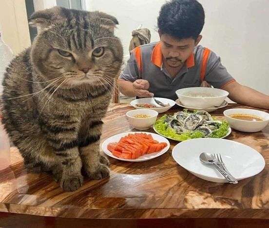 「猫に夫を奪われました」そう語る妻の嘆きを証拠写真と共にご覧ください