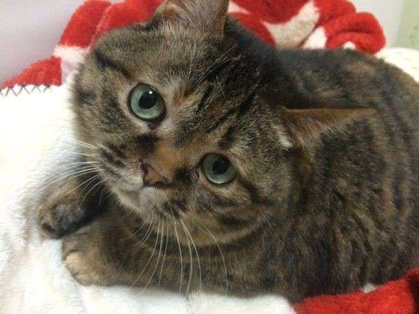 落ち込む動物たち