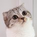 猫のぐう?スコティッシュフォールド on Twitter: 