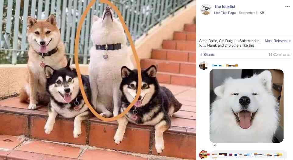 集合写真でいつも1頭だけ和を乱す柴犬 あの子は女優なの と飼い主 香港 ガールズちゃんねる Girls Channel