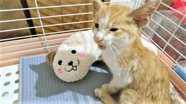 許せない！虐待され保護された子猫、胃に石や砂がぎっしり･･･里親詐欺に注意「簡単に命の譲渡をしないで」