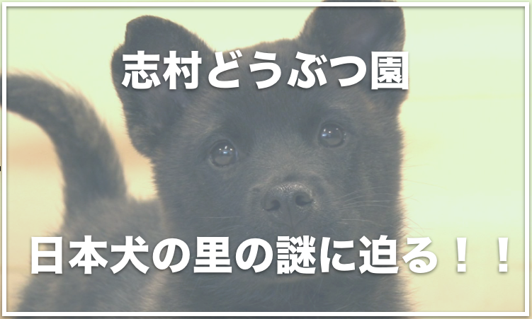 志村どうぶつ園の日本犬の里では死亡事故が起きていた！？終了した理由は何？ | 愛犬と満喫ライフ｜犬が飼い主を大好きに！子犬のしつけの悩みも解決して正しいドッグフードの選び方も紹介