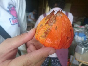 ほおずきの鳴らし方 «  スナップなう