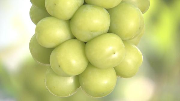 シャインマスカット盗み逃走　管理人に見つかり腕かみつく　強盗致傷疑いなど女2人逮捕　数日前にも被害が…