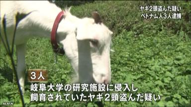 “ヤギの除草隊”を盗んだベトナム人３人逮捕「盗んだヤギは食べた」