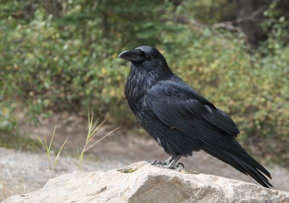 公園のカラス大量死 死骸から有機リン系農薬成分 ガールズちゃんねる Girls Channel
