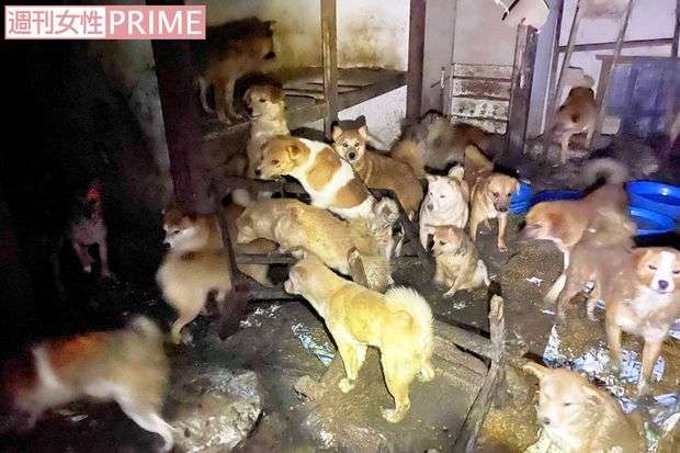 66匹の犬を虐待した容疑者、近隣の苦情から8年逃れた「卑劣すぎる言い訳」（週刊女性PRIME） - Yahoo!ニュース