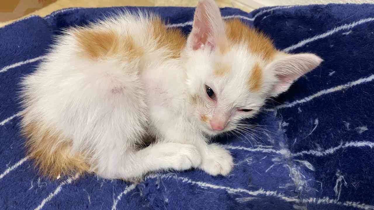 猫の愛情って素敵です - YouTube