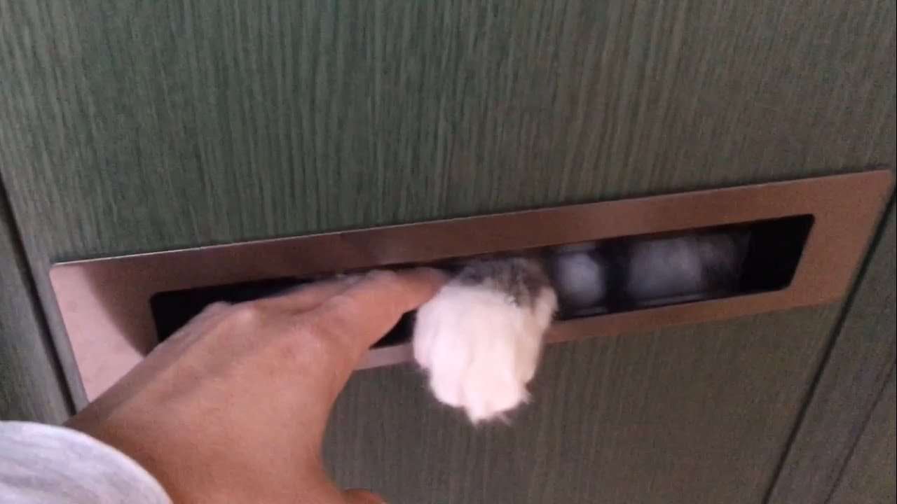 配送業者に迷惑をかける猫 ノルウェージャンフォレストキャットInjurious to the delivery company.Norwegian Forest Cat. - YouTube