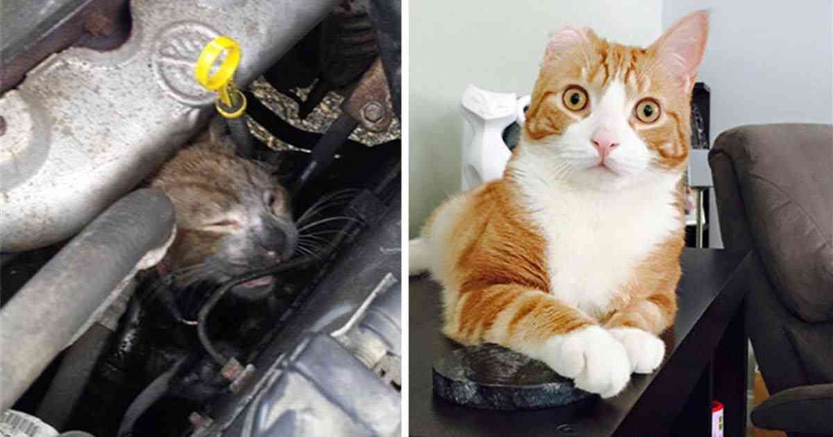 “世界一悲しそうな猫”引き取られて1年で“幸せいっぱいの猫”に（米）＜動画あり＞