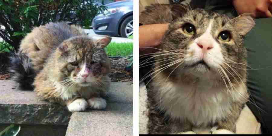 “世界一悲しそうな猫”引き取られて1年で“幸せいっぱいの猫”に（米）＜動画あり＞