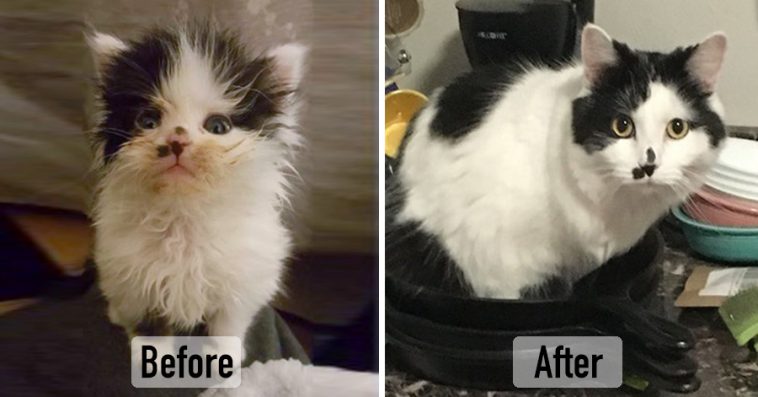 “世界一悲しそうな猫”引き取られて1年で“幸せいっぱいの猫”に（米）＜動画あり＞