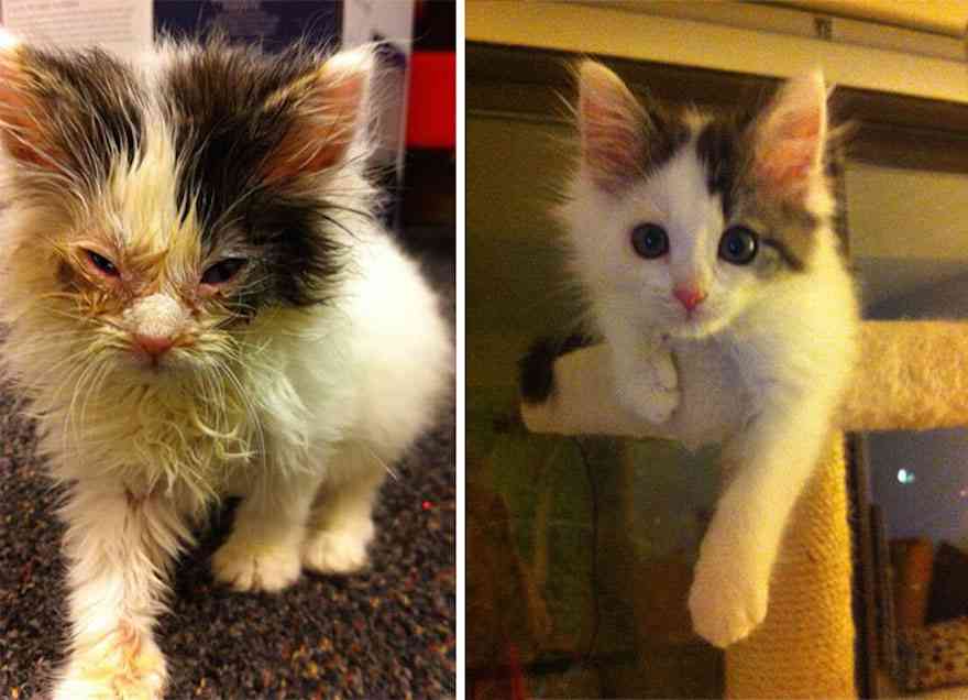 “世界一悲しそうな猫”引き取られて1年で“幸せいっぱいの猫”に（米）＜動画あり＞