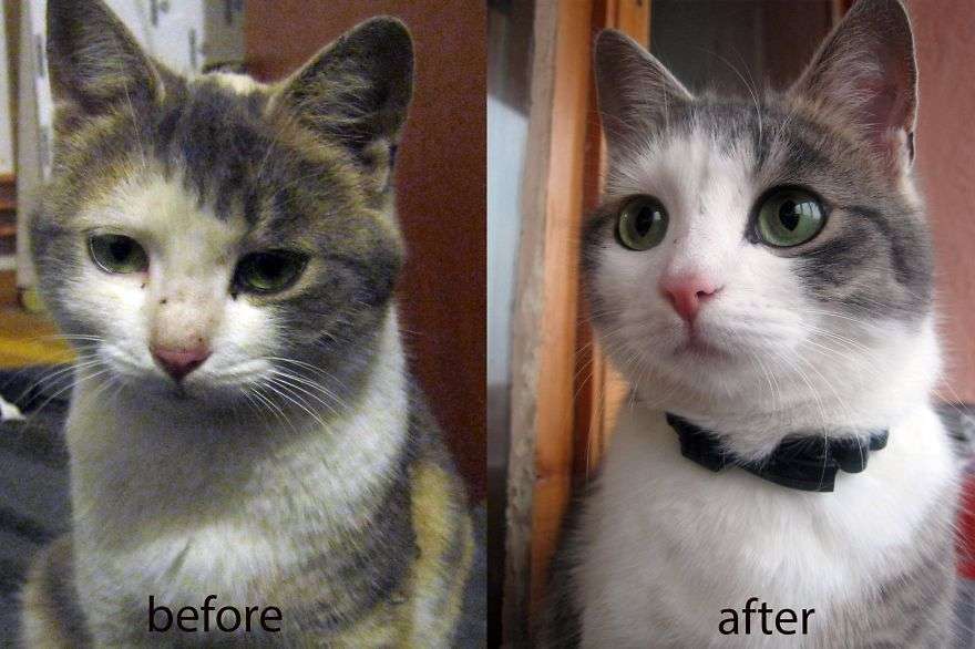 “世界一悲しそうな猫”引き取られて1年で“幸せいっぱいの猫”に（米）＜動画あり＞