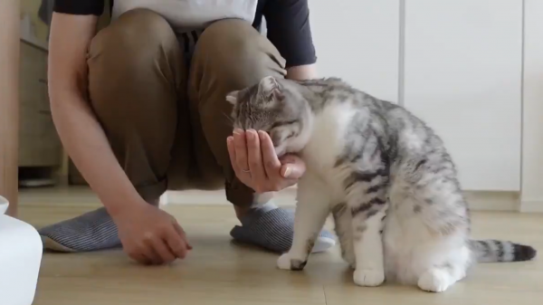人の手からご飯を食べたい猫さん、飼い主さんにそっとタッチする甘え上手ぶりに癒やされる