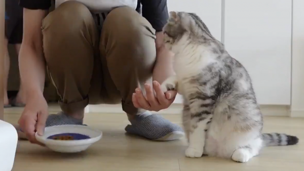 人の手からご飯を食べたい猫さん、飼い主さんにそっとタッチする甘え上手ぶりに癒やされる
