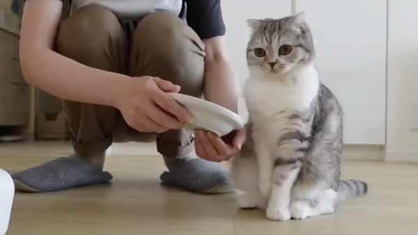 人の手からご飯を食べたい猫さん、飼い主さんにそっとタッチする甘え上手ぶりに癒やされる