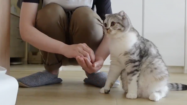 人の手からご飯を食べたい猫さん、飼い主さんにそっとタッチする甘え上手ぶりに癒やされる