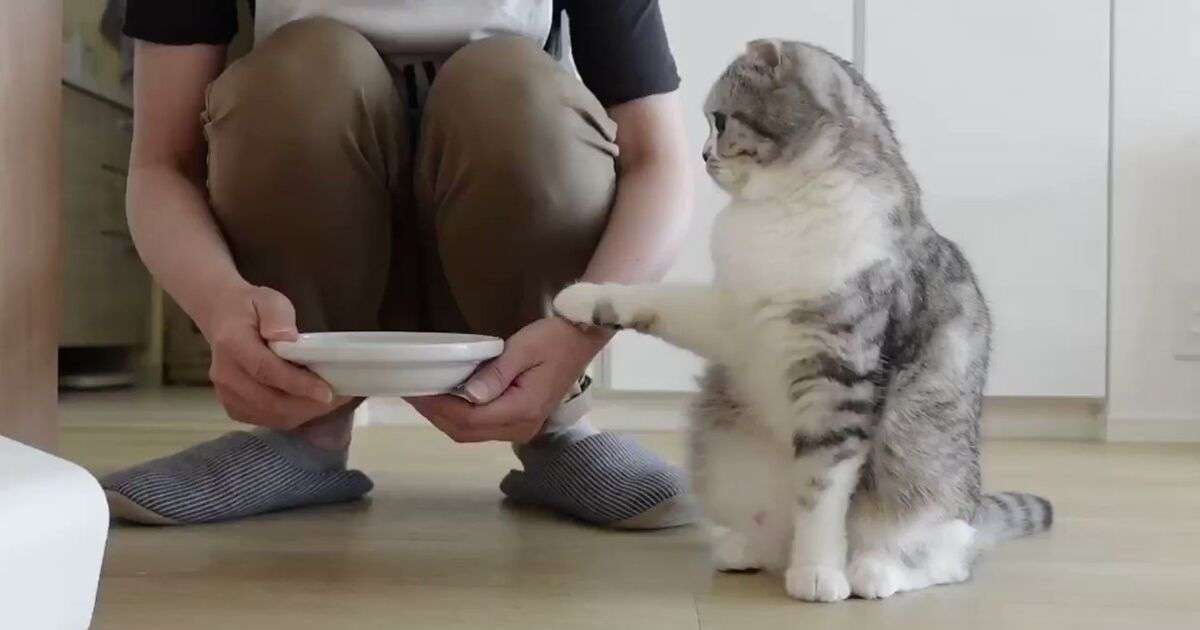 人の手からご飯を食べたい猫さん、飼い主さんにそっとタッチする甘え上手ぶりに癒やされる - トゥギャッチ