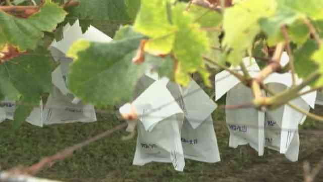 シャインマスカット盗む 強盗傷害の疑いなどでベトナム人の女2人を逮捕 長野・中野市（ＳＢＣ信越放送） - Yahoo!ニュース