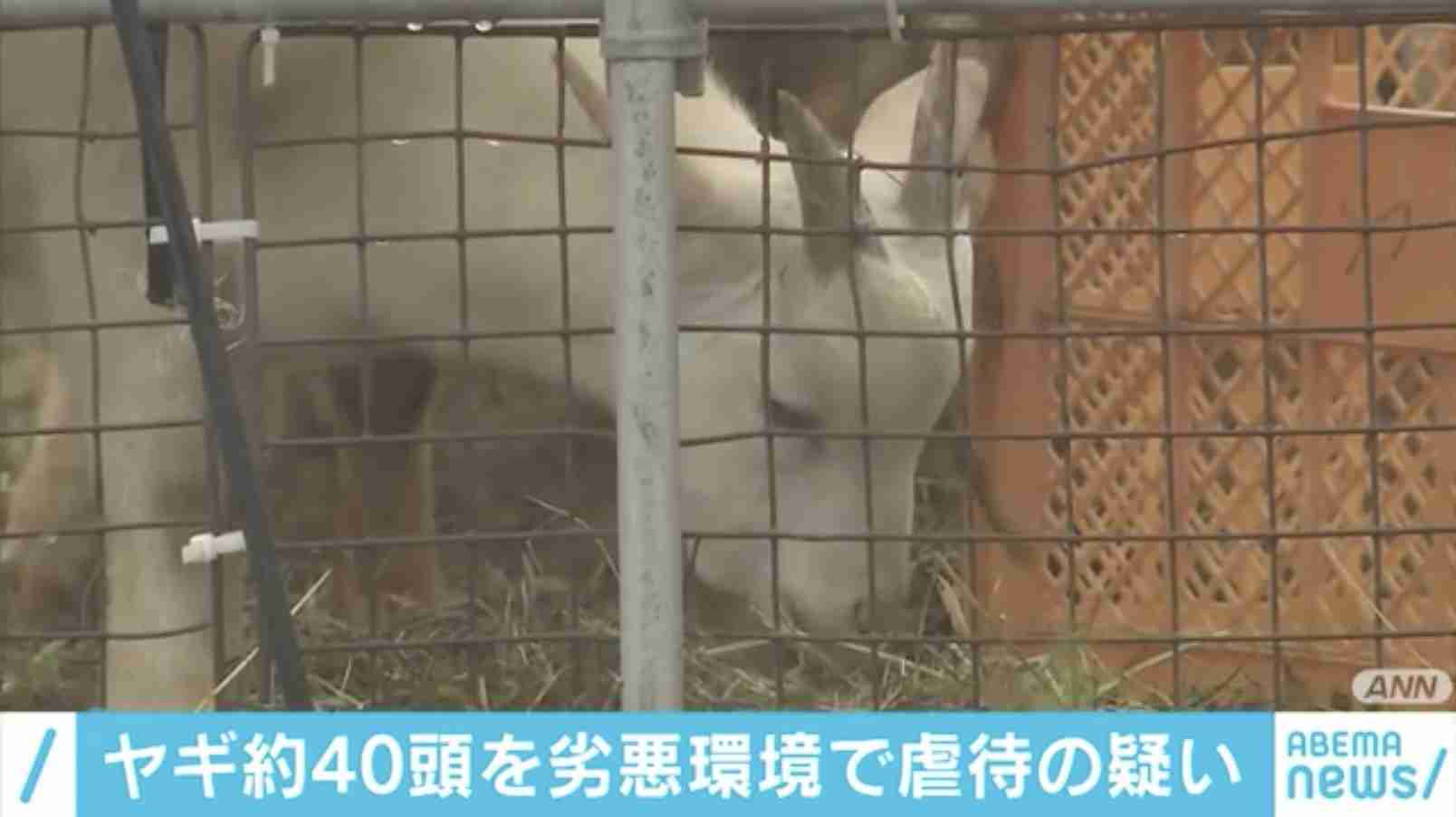 ヤギ40匹を劣悪な環境で飼育か 動物愛護法違反で逮捕 宮城県亘理町 【ABEMA TIMES】