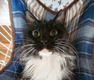 あまりの惨状に「思わず二度見」、誰にも助けてもらえなかった地域猫の“運命”は？
