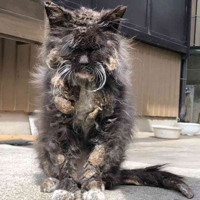 あまりの惨状に「思わず二度見」、誰にも助けてもらえなかった地域猫の“運命”は？ | ORICON NEWS