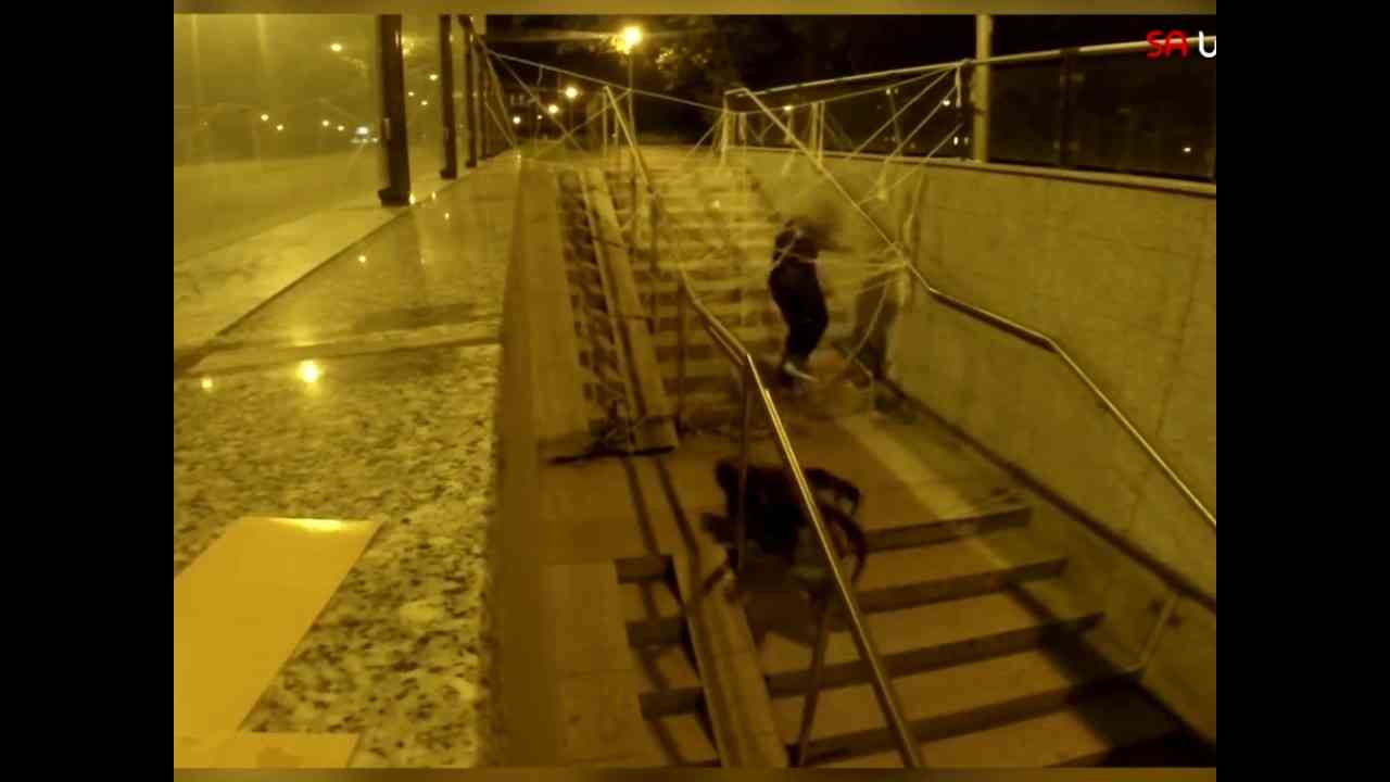 The LAD Bible   Giant Spider Dog Prank 2998623780184792 - YouTube