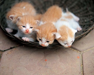 猫に好かれるタイプはどんな人か 猫専門の獣医師が解説してみた - ライブドアニュース