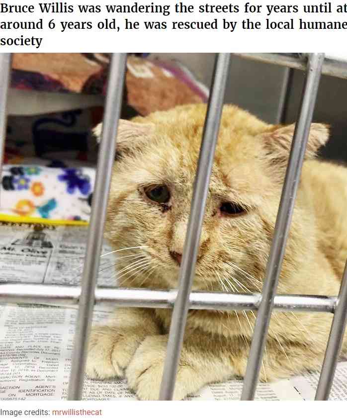 【海外発！Breaking News】“世界一悲しそうな猫”引き取られて1年で“幸せいっぱいの猫”に（米）＜動画あり＞ | Techinsight（テックインサイト）|海外セレブ、国内エンタメのオンリーワンをお届けするニュースサイト