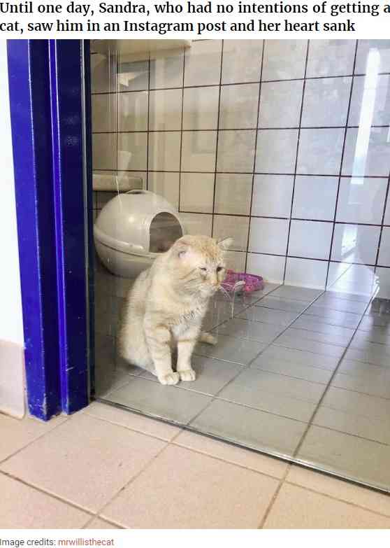 “世界一悲しそうな猫”引き取られて1年で“幸せいっぱいの猫”に（米）＜動画あり＞
