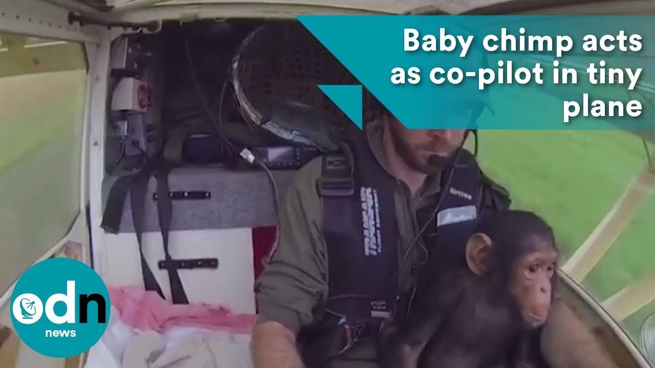 Baby chimp acts as co-pilot in tiny plane - YouTube