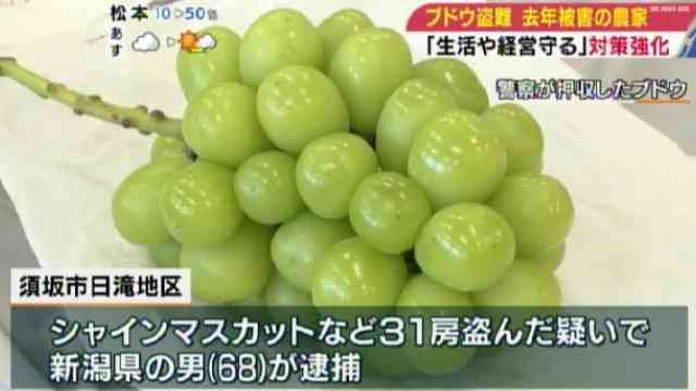 高級ブドウの盗難相次ぐ・去年被害の農家「対策しないと経営ままならない」 長野・須坂市（ＳＢＣ信越放送） - Yahoo!ニュース