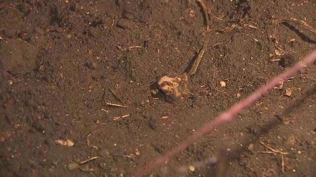 収穫直前「カレー楽しみに・・・」保育園児が植えたニンジンとジャガイモ　大量に盗まれる（HTB北海道テレビ放送） - Yahoo!ニュース