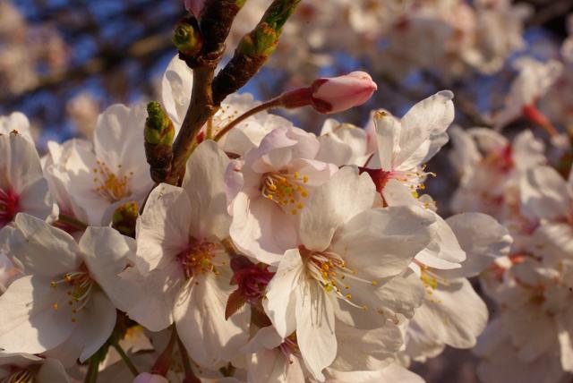 世間を震撼させた創価学会の犯罪者達 | 誇り高き日本人のブログ