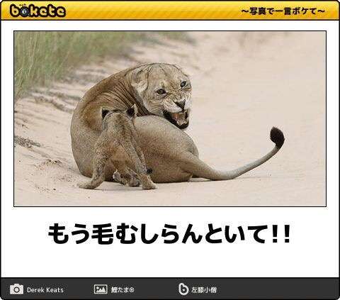 動物のboketeを貼るトピpart6
