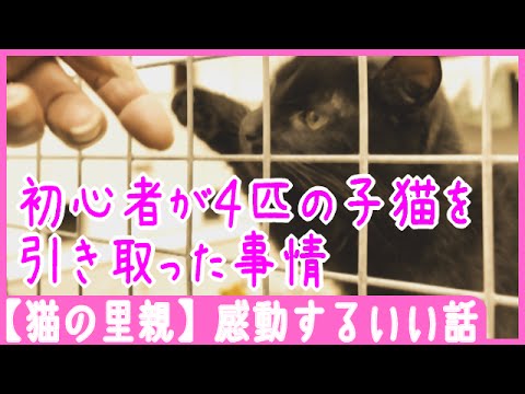 【猫の里親】初心者が4匹の子猫を引き取った事情- 感動するいい話 - YouTube