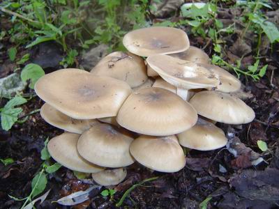 直売所で販売　毒キノコのクサウラベニタケ