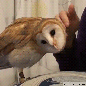 圧倒的猫化!キーボードの上に乗って飼い主に甘えるフクロウ