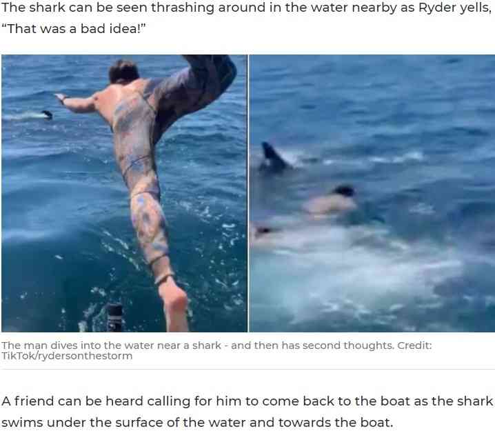 【海外発！Breaking News】無害なサメと勘違い　ホホジロザメの待つ海に飛び込んだ男性が命の危機に（米）＜動画あり＞ | Techinsight（テックインサイト）|海外セレブ、国内エンタメのオンリーワンをお届けするニュースサイト