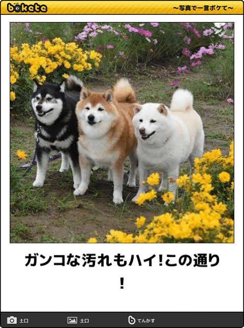 動物のboketeを貼るトピpart6