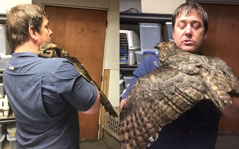 圧倒的猫化!キーボードの上に乗って飼い主に甘えるフクロウ