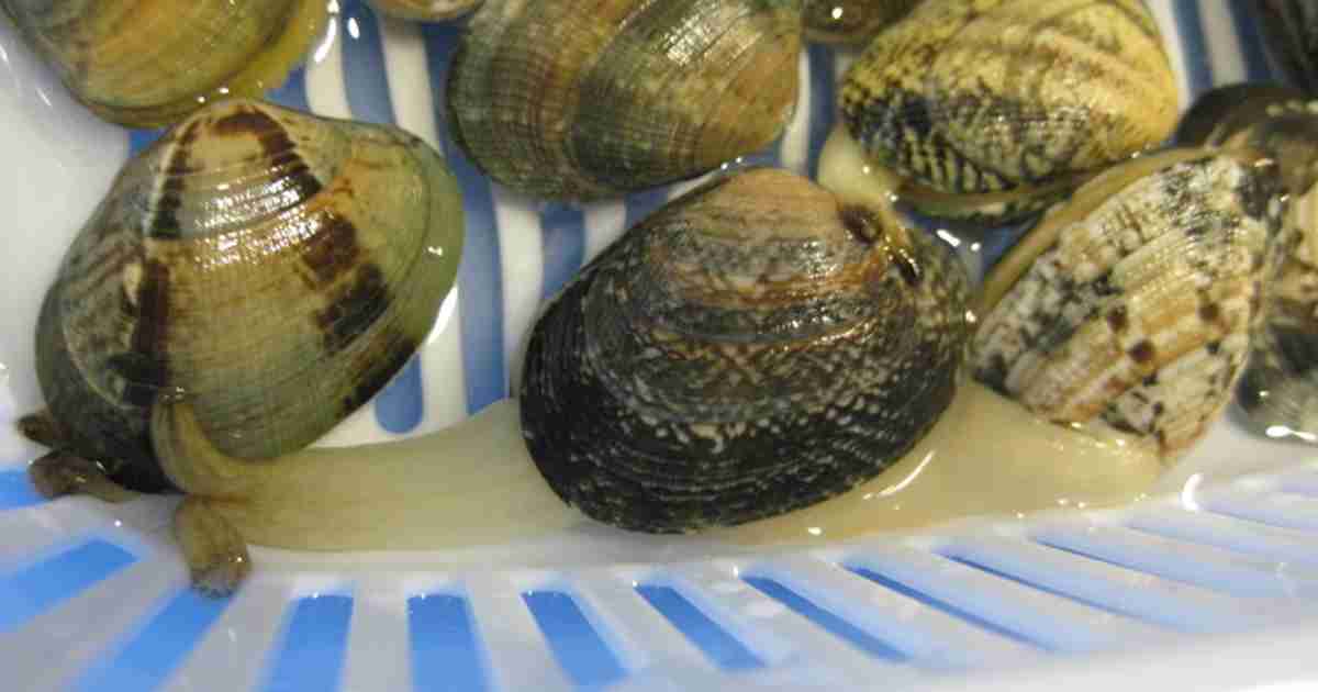 あさりの砂抜き ガールズちゃんねる Girls Channel