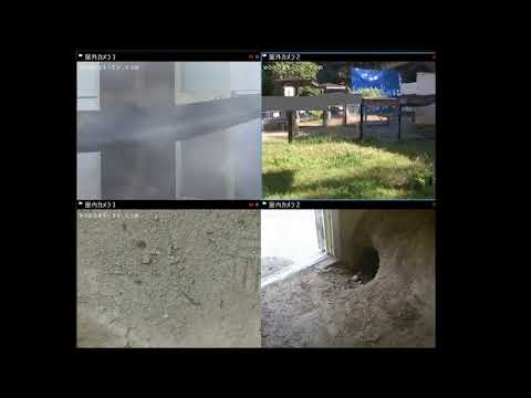 Wombat Live Stream （ウォンバットライブカメラ） - YouTube