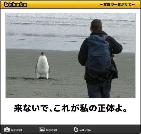 動物のboketeを貼るトピpart6