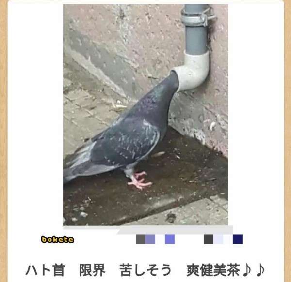 動物のboketeを貼るトピpart6
